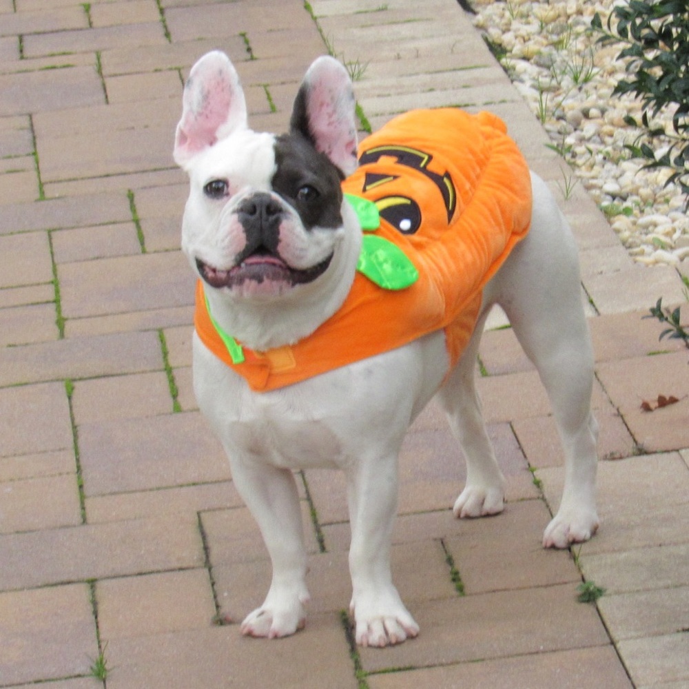 Dog Pumpkin Costume - Picture 4 of 5